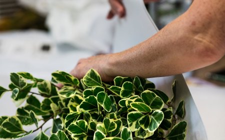 Shopping for Plants Online Is a Trend That’s Sure to Grow