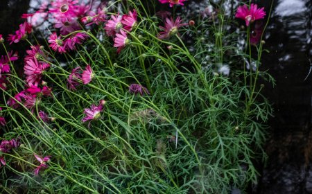 Book Review: ‘A World Appears,’ by Michael Pollan