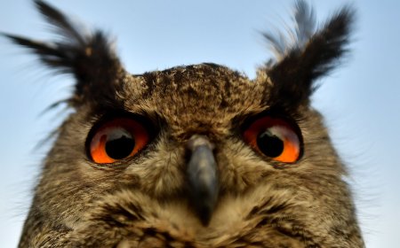 The Evolution of Eyes Began With One