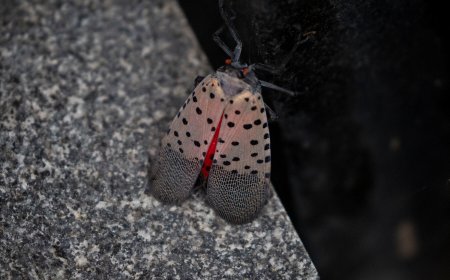 Cities May Be ‘Evolutionary Training Grounds’ For Spotted Lanternflies