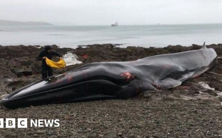 More whales are stranding. Now more people are needed to help them