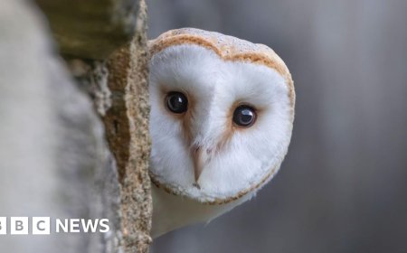 Wildlife to replace historical characters on banknotes