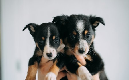 What Two Adopted Puppies Taught Me About Breaking Through the Noise
