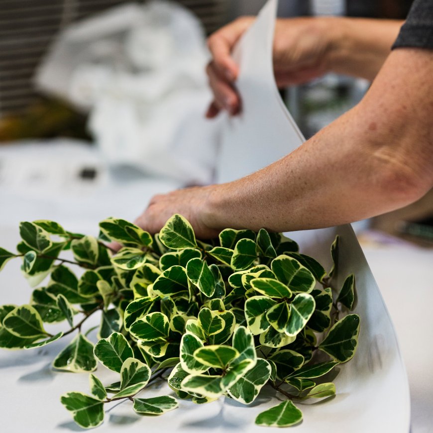 Shopping for Plants Online Is a Trend That’s Sure to Grow