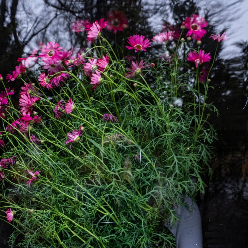 Book Review: ‘A World Appears,’ by Michael Pollan