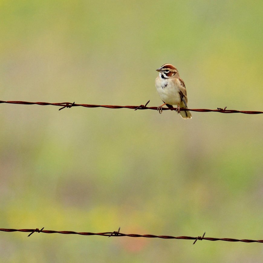 Bird Losses Are Accelerating, New Study Finds