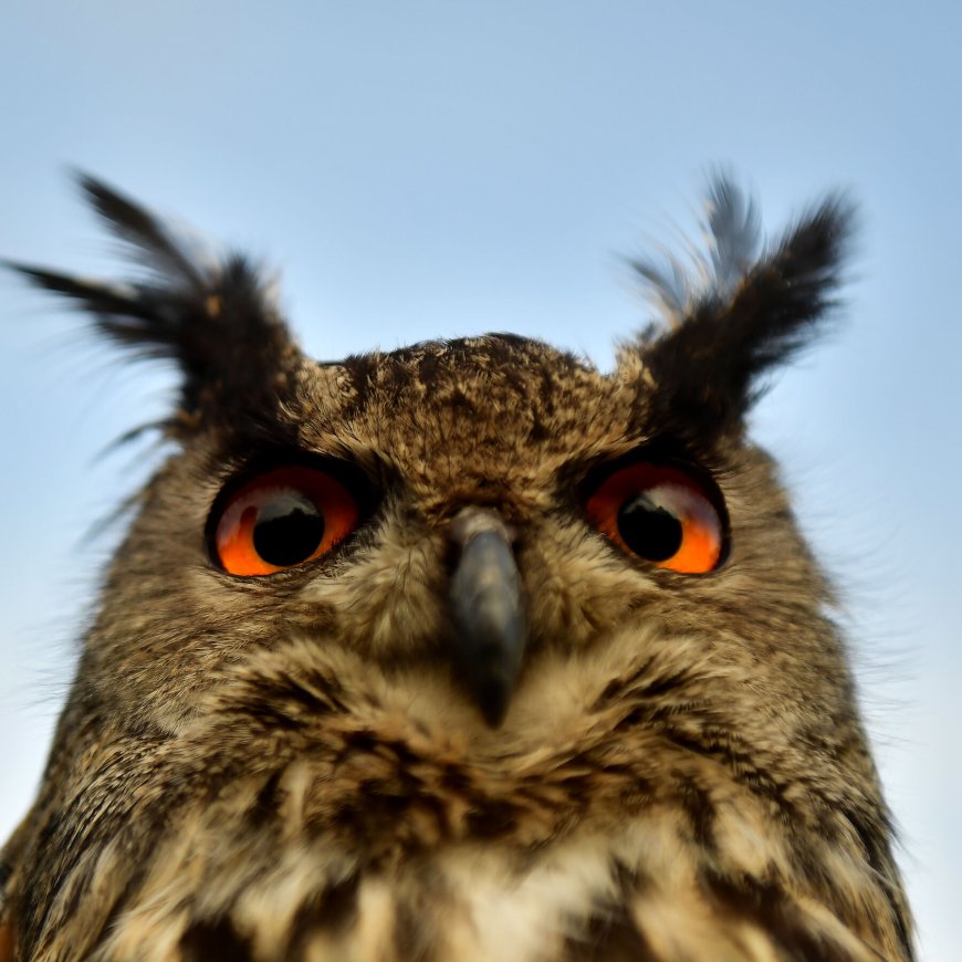 The Evolution of Eyes Began With One