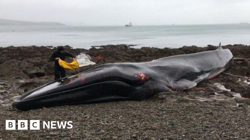 More whales are stranding. Now more people are needed to help them