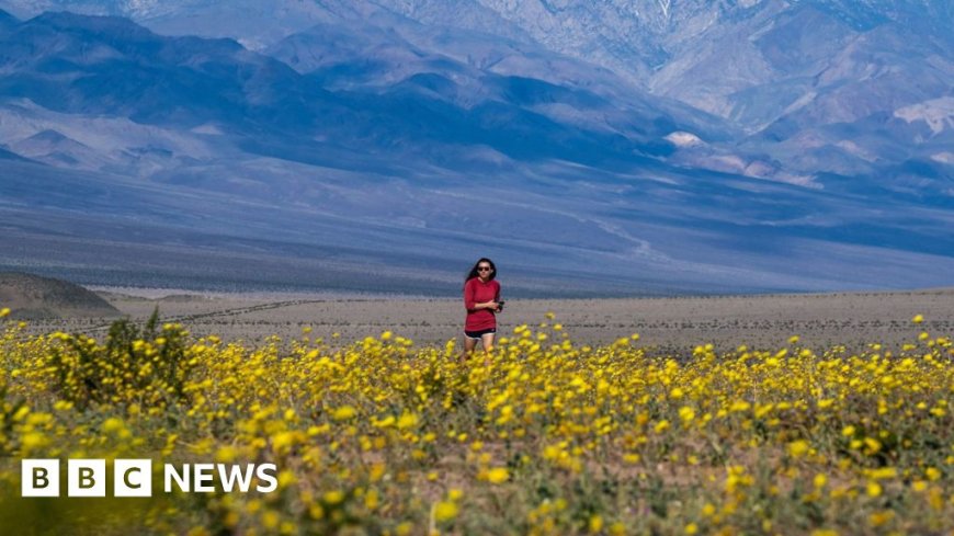 Watch: Wildflowers cover Death Valley in best display since 2016
