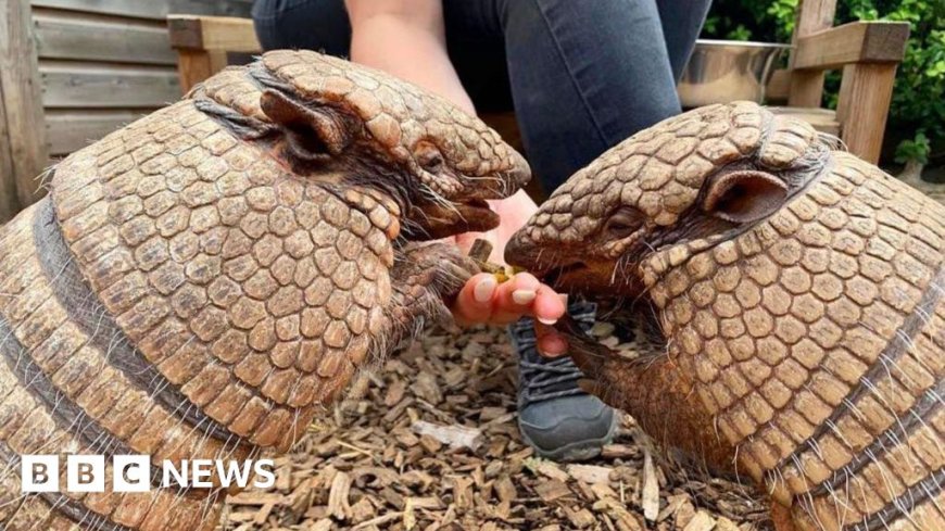 Zoo armadillos celebrate 19th birthdays