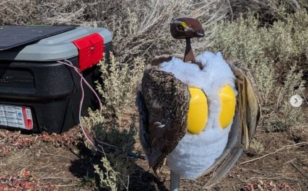 Robot Bird Decoys Work for Good