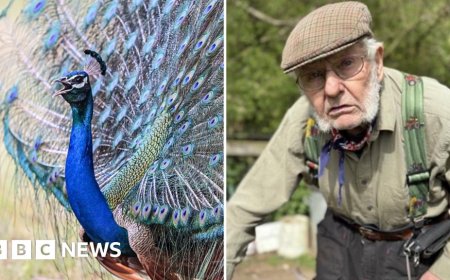 Peacock terrorises 92-year-old farmer's chickens
