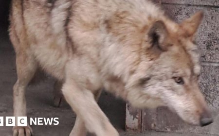 South Korea's runaway wolf finally captured after nine-day search