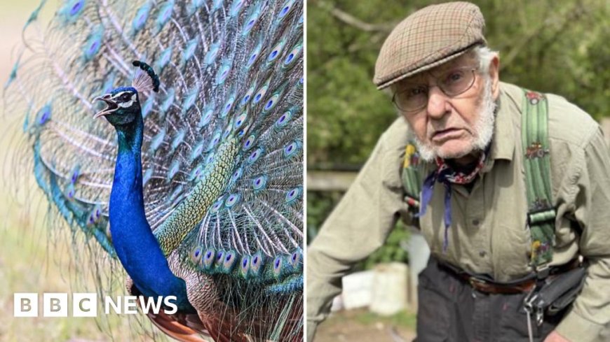 Peacock terrorises 92-year-old farmer's chickens