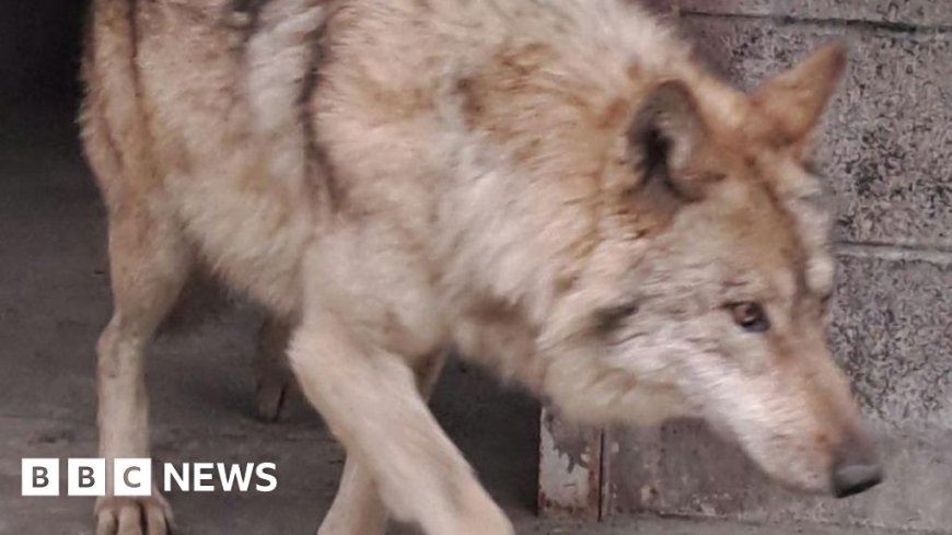 South Korea's runaway wolf finally captured after nine-day search