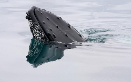 A bitcoin whale that went silent in 2013 moves $40 million in BTC